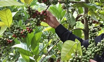 <p id="isPasted">Indonesia - Korsel Teken MoU Dorong Pemasaran Kopi RI</p>