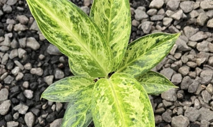 <p id="isPasted">Cerita Penyilang Lokal Ciptakan Varietas Baru Tanaman Hias Aglaonema</p>