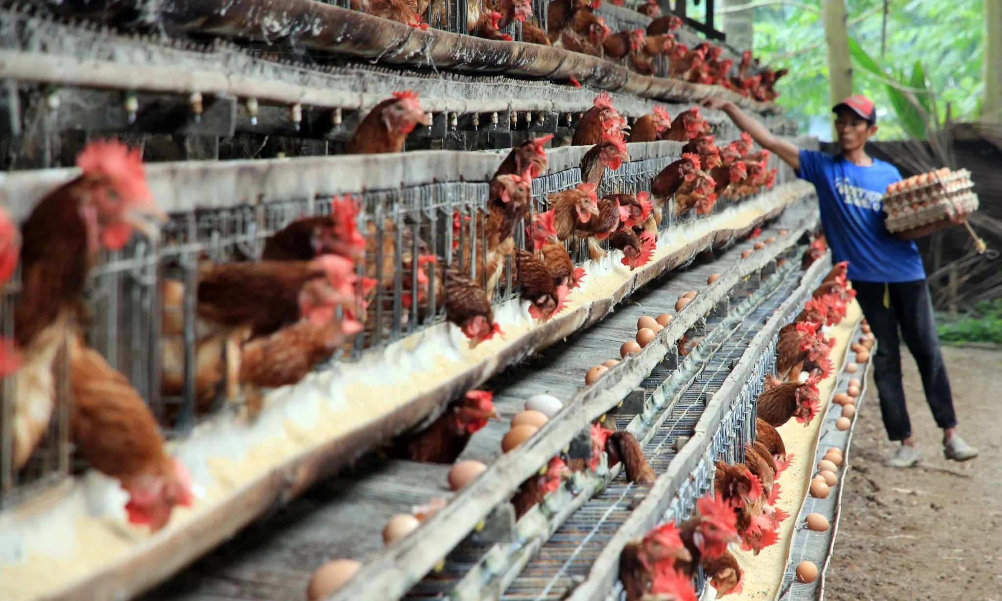<p id="isPasted">Danantara Kaji Anggaran Rp20 T Untuk Bangun Ekosistem Peternakan Ayam</p>