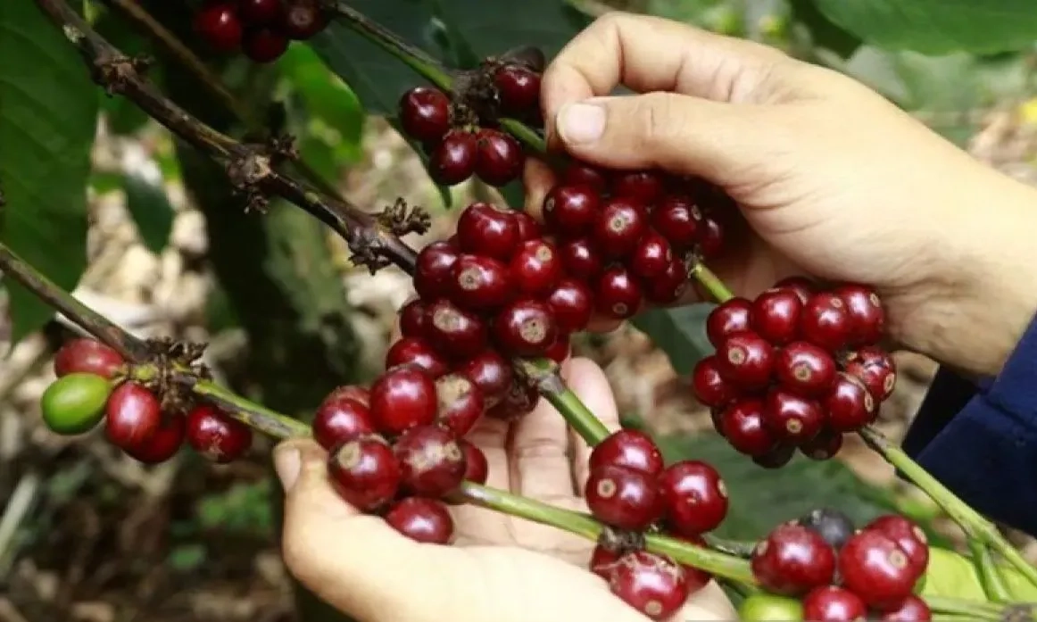 <p>Studi: Secangkir Kopi Sehari Tekan Risiko Gangguan Irama Jantung</p>