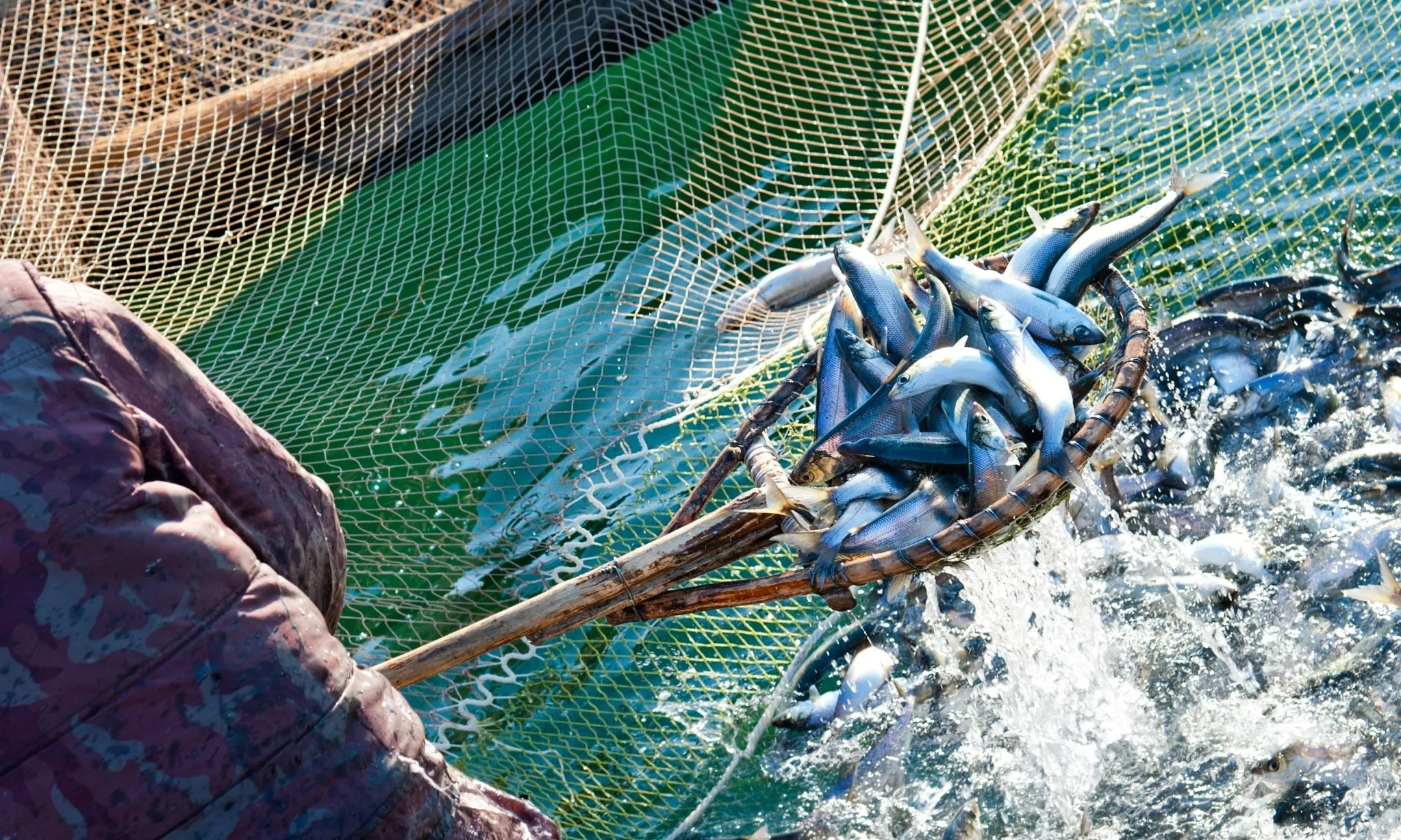 <p id="isPasted">Lima Ikan Dengan Kandungan Omega-3 Paling Tinggi</p>