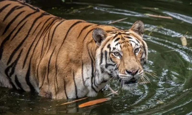 <p>Ragunan Tegaskan Pengawasan Pakan Satwa Berlapis</p>