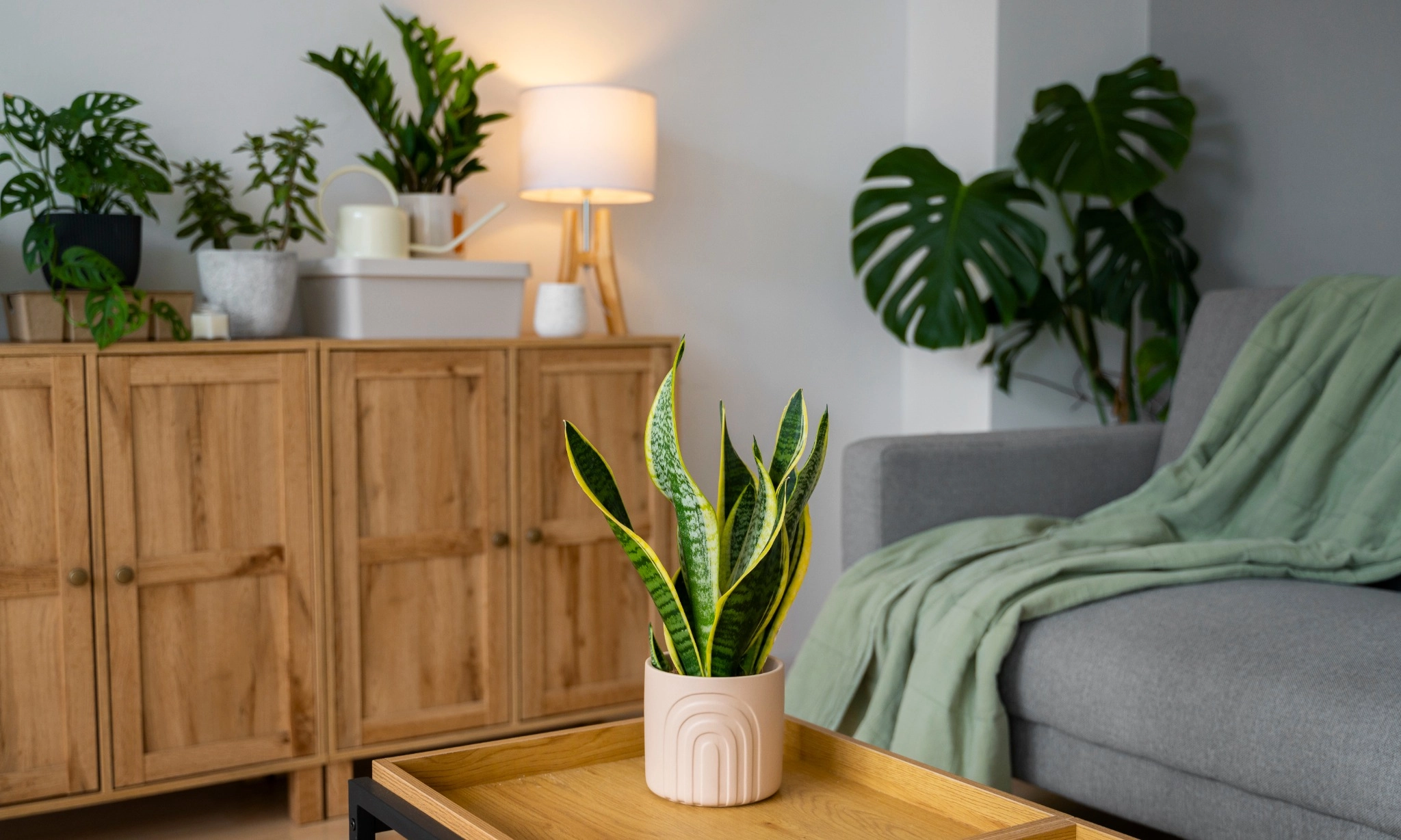 <p>Lima Tanaman Anti Ribet Untuk Percantik Rumah </p>