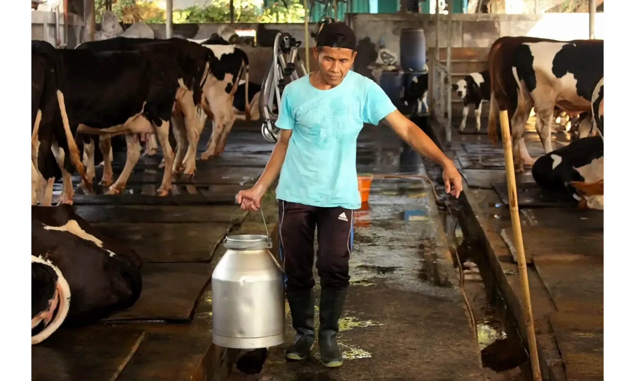 Pelemahan Rupiah Dongkrak Harga Impor Sapi Perah, Industri Susu Perkuat ...