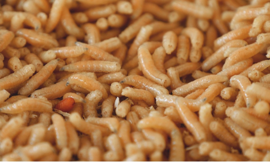 Terapi Belatung Untuk Penyembuhan Luka