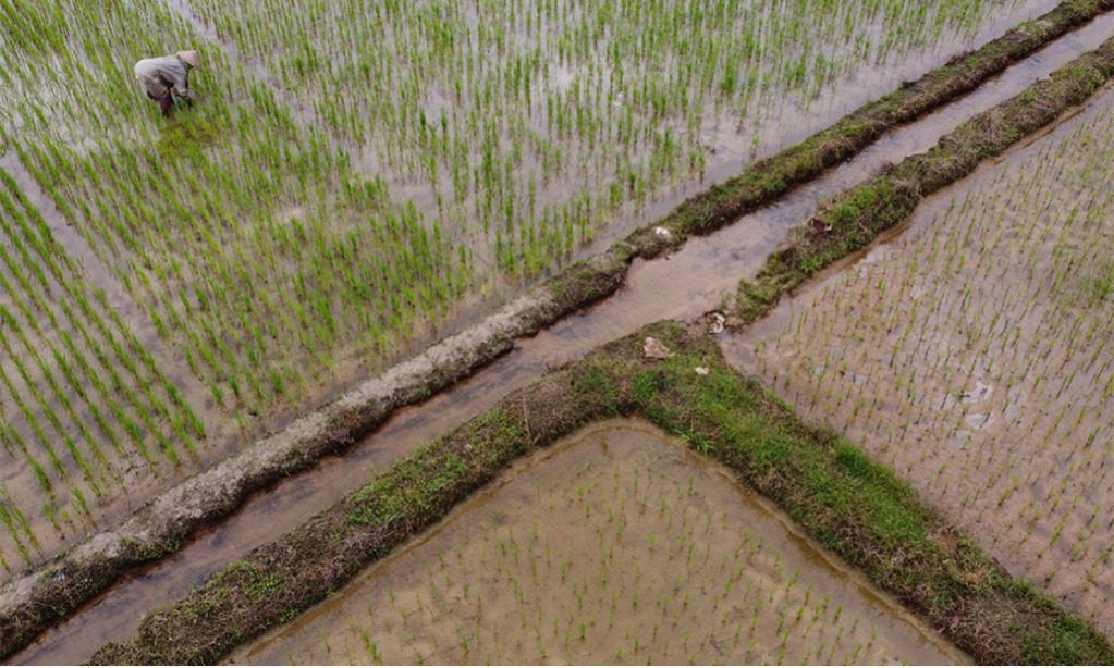 PT Pertani Kembangkan Pupuk Limbah Sekam