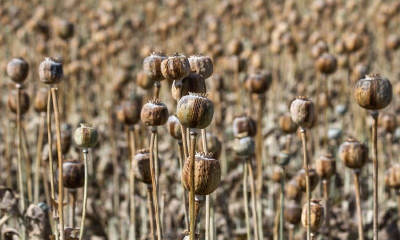 Menakar Masa Depan Bisnis Gelap Opium Rezim Taliban