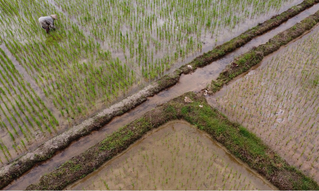 CIPS: Utamakan Intensifikasi Dalam Peningkatan Produktivitas Pertanian