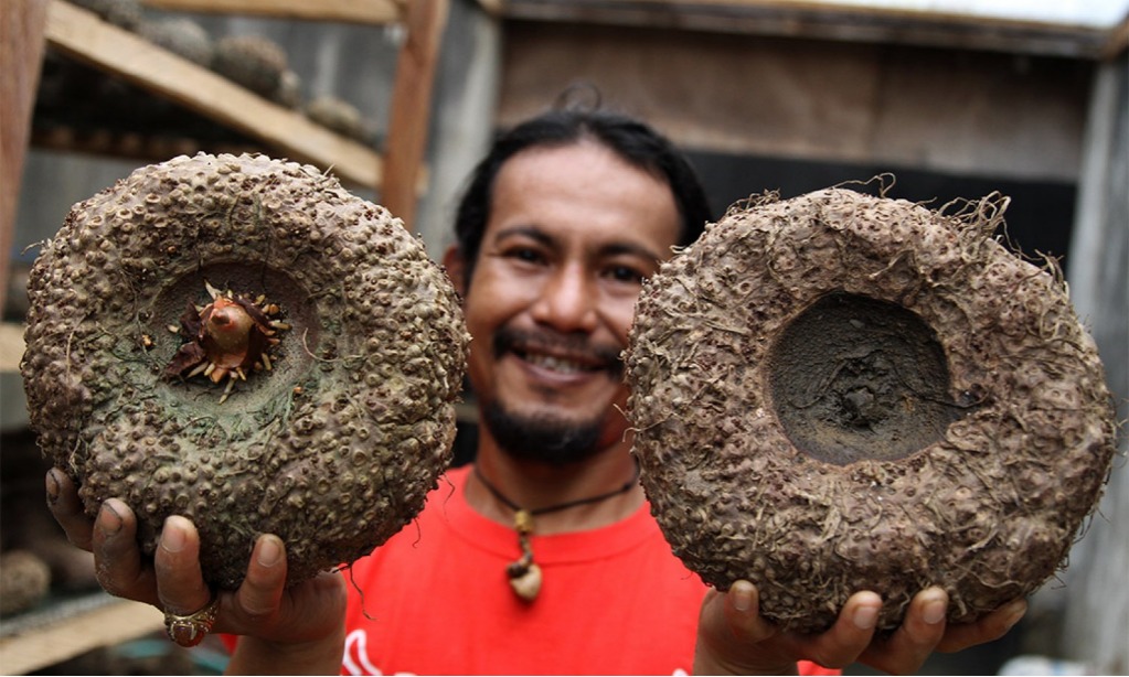 Pacu Nilai Tambah, Kemenperin-Pemda Revitalisasi IKM Olahan Porang