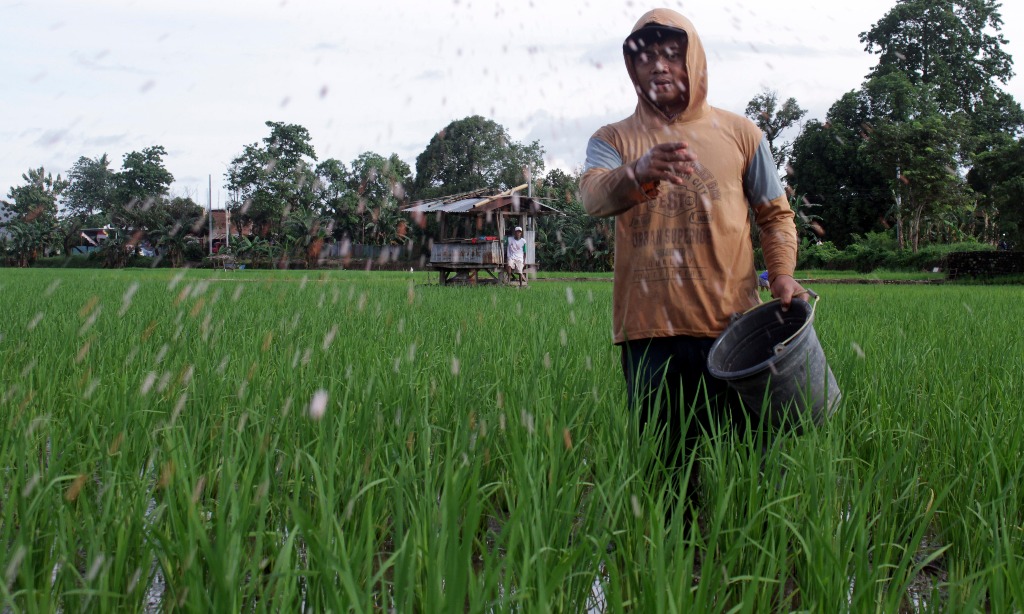 'Makmur' Pupuk Kaltim Naikkan Produktivitas Petani Sidrap Hingga 37%