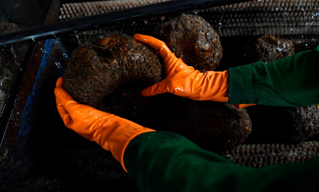 Jurus Kemenperin Tingkatkan Daya Saing IKM Olahan Porang Nasional