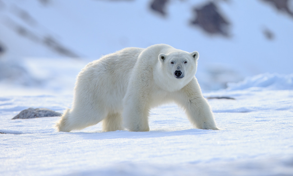 Bukan Putih, Kulit Beruang Kutub Sejatinya Hitam