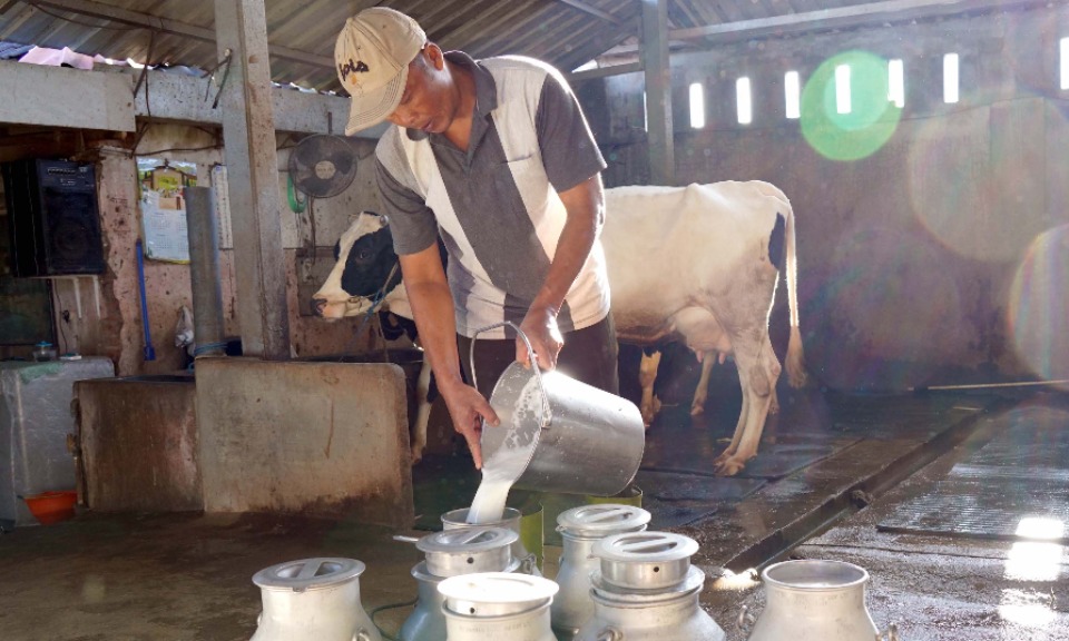 Serap Susu Lokal, Nestlé Indonesia Gelontorkan Rp1,6 Triliun Pertahun