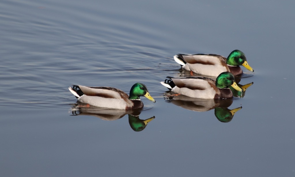 <i>Unicorn Dating</i>, Hubungan Yang Dimeriahkan Pihak Ketiga