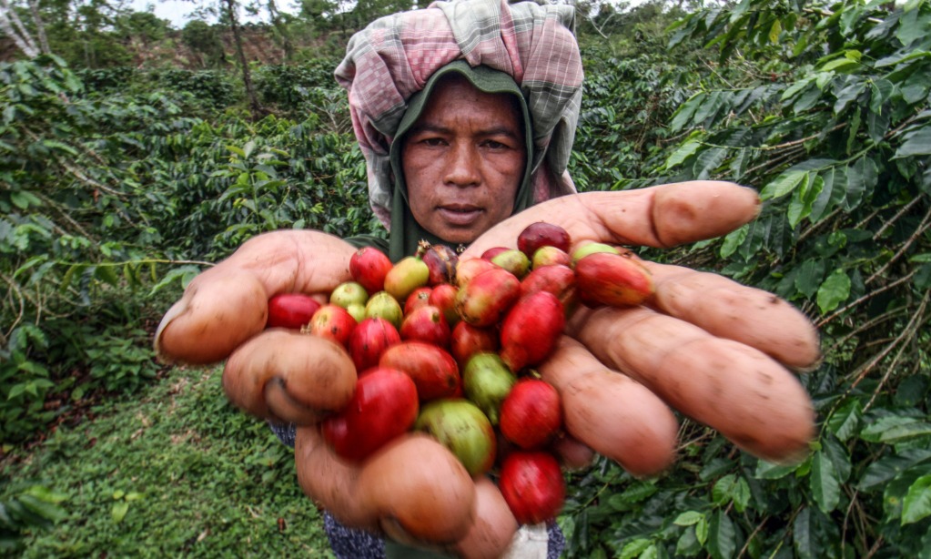 Manfaatkan IA-CEPA, ITPC Sydney Promosi Kopi Robusta Indonesia