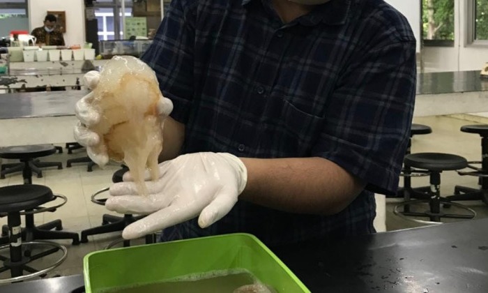 Protein Venom Ubur-ubur Untuk Cegah Migrasi Kanker Payudara