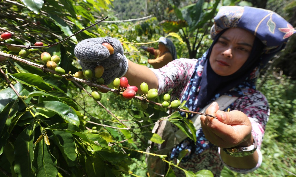 Atdag Kairo Fasilitasi Potensi Transaksi Kopi Ke Mesir US$5,4 Juta