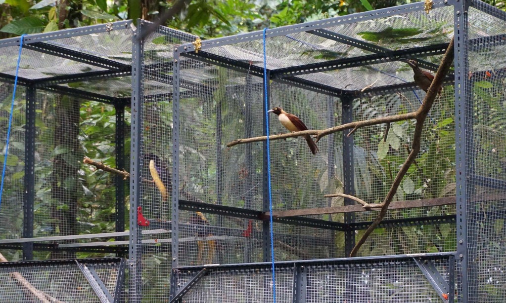 Uncen-WWF Indonesia Rangkum 114 Jenis Burung Papua