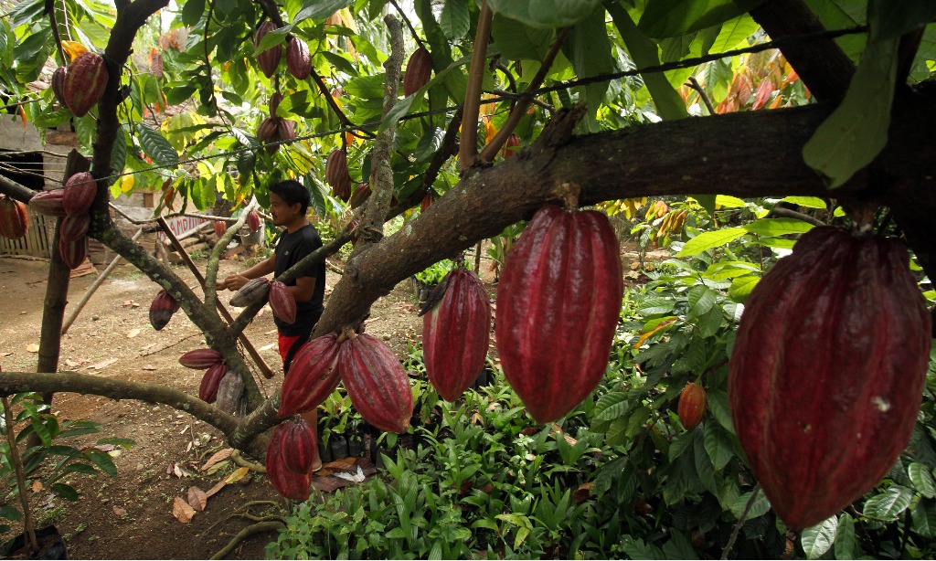 Atasi Isu Pekerja Anak, Nestlé Beri Insentif Petani Kakao