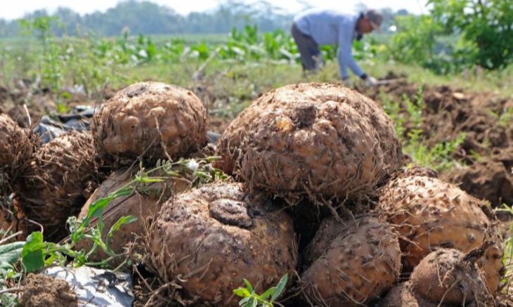 BRIN Teliti Umbi Porang Untuk Minuman Kesehatan
