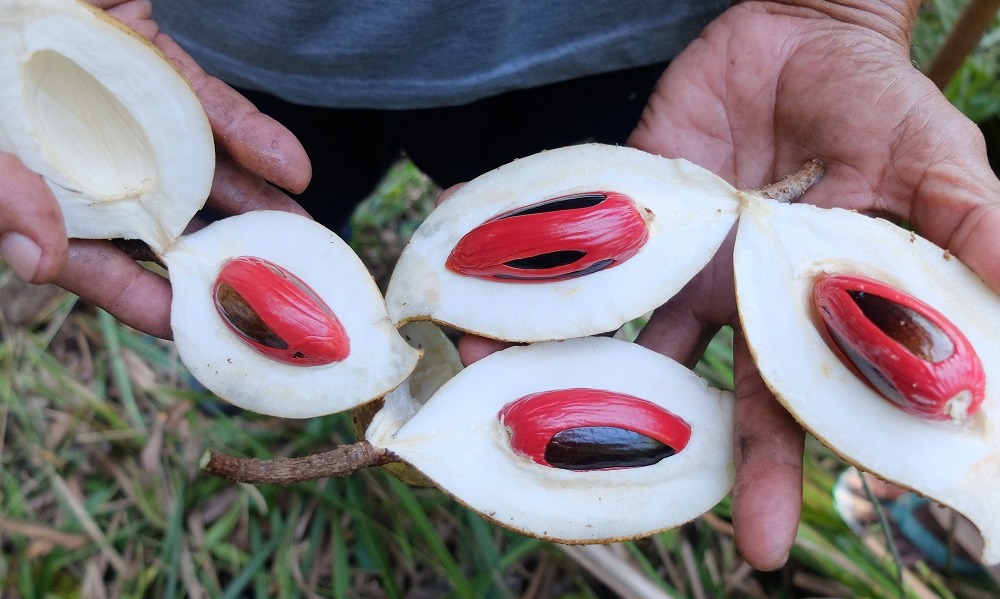 Makna Pala Papua Bagi Budaya Masyarakat Fakfak