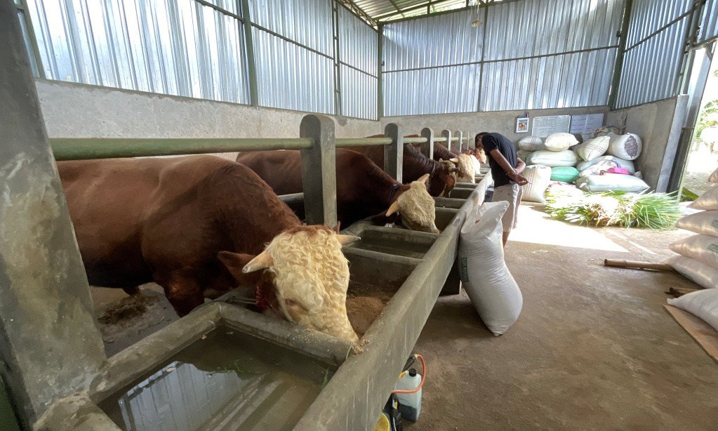 Penuhi Kebutuhan HBKN 2022, Pemerintah Impor 2.000 Sapi Hidup