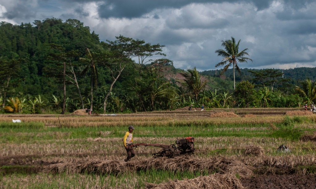 CIPS: Intensifikasi Lebih Mendesak Daripada Ekstensifikasi Pertanian