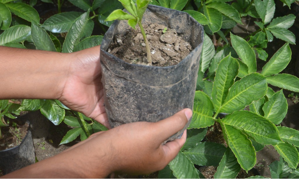 Petani Madura Kembangkan Porang Untuk Ekspor