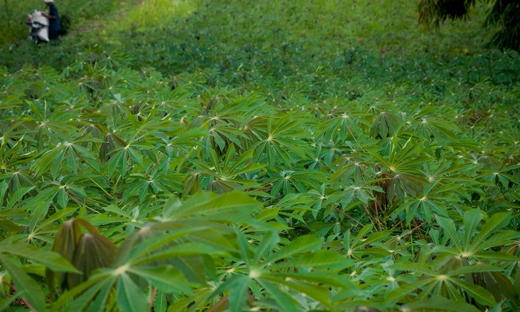Pemprov Lampung Gadang Mocaf Gantikan Gandum