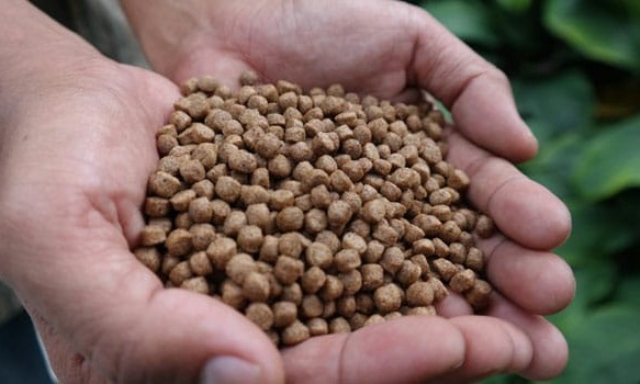 Kolaborasi KKP-FAO Tingkatkan Penggunaan Pakan Ikan Mandiri