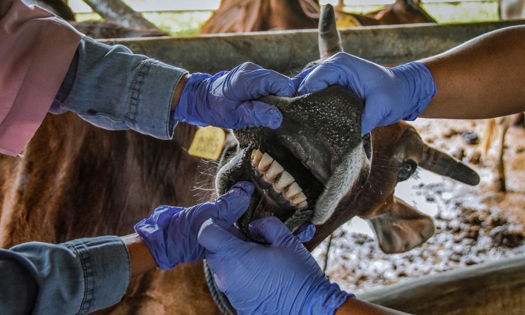 Presiden: Penyebaran PMK Cepat Meski Terapkan <i>Lockdown</i>