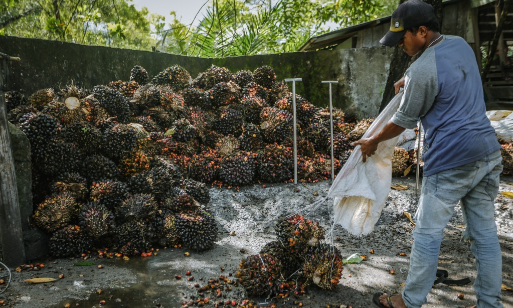 Apkasindo: Harga TBS Sawit Di Aceh Utara Rp1.700 Per Kg