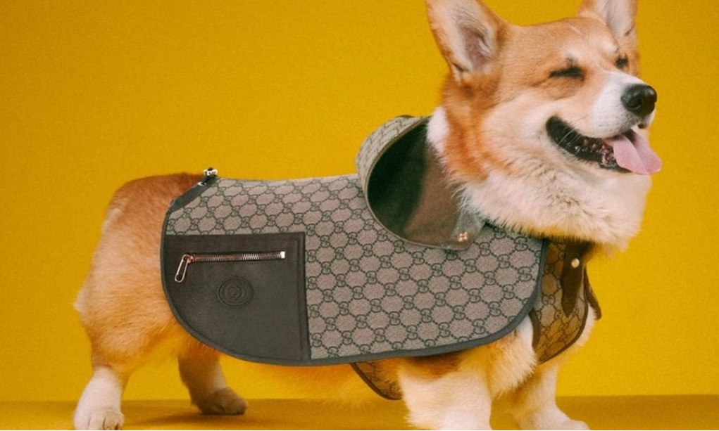 Gucci Luncurkan Koleksi Mewah Buat Hewan Peliharaan