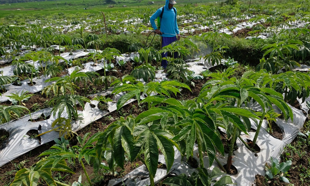 Pemprov Jatim Fasilitasi Petani Porang Miliki SK Registrasi Lahan