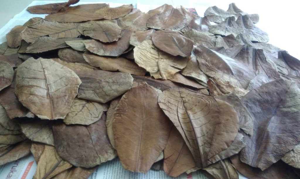 Tak Cuma Untuk Cupang, Daun Ketapang Punya Manfaat Untuk Manusia