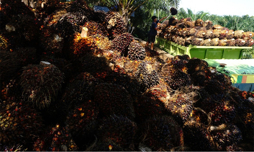 Pemerintah Yakin Harga TBS Mulai Naik Per Juli 2022