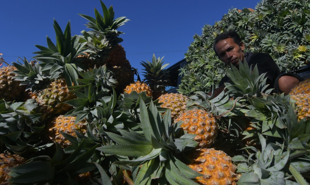 RI Bisa Kembali Ekspor Nanas Ke China