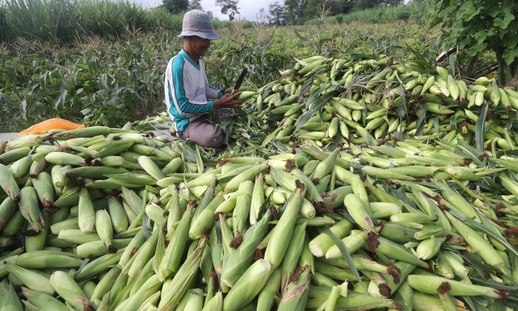Potensial Ekspor, Pemerintah Genjot Produksi Jagung