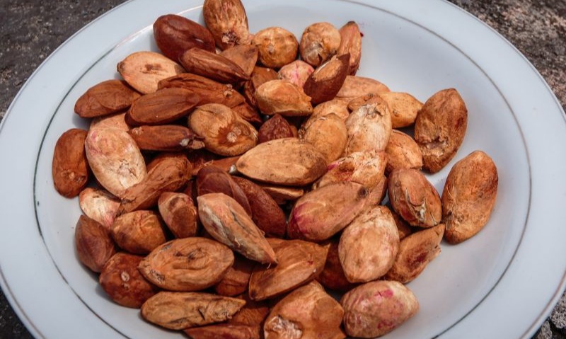 Mengintip Ragam Fakta Menarik Kenari Maluku