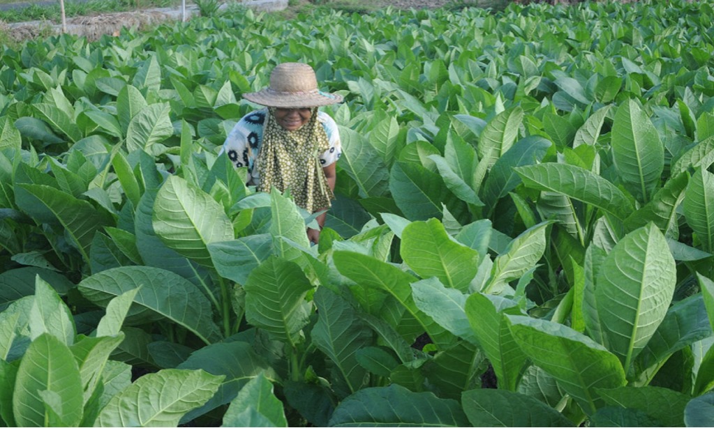 Pemkab Pamekasan Tetapkan BPP Tembakau 2022 Rp54.239/Kilogram