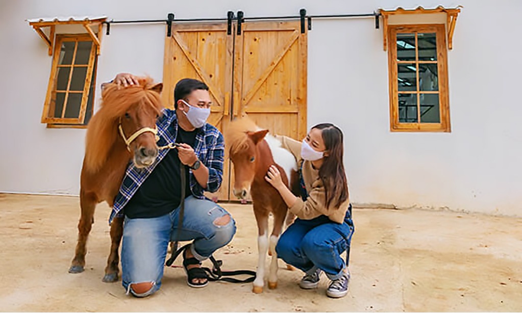 Teepee Barn, Wisata Bermain Bersama Alpaca di Scientia Square Park