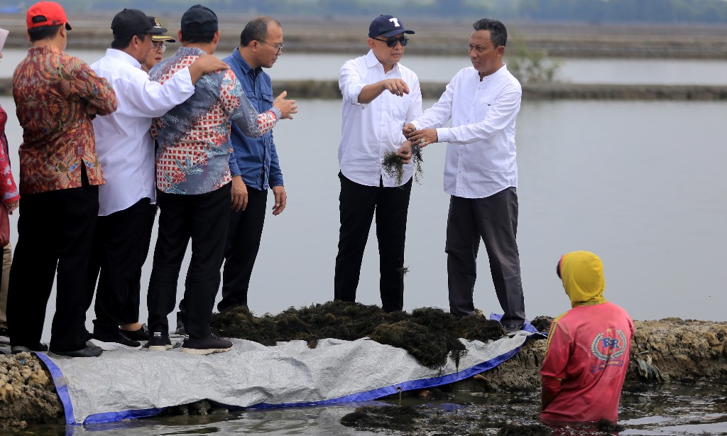 MenkopUKM: Kemitraan Rantai Pasok Jadi Kunci Hilirisasi Rumput Laut