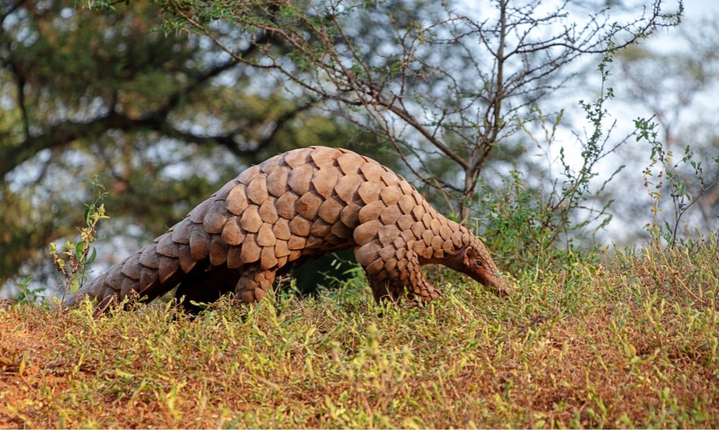 Fakta-fakta Unik Trenggiling, Satwa Yang Terancam Punah