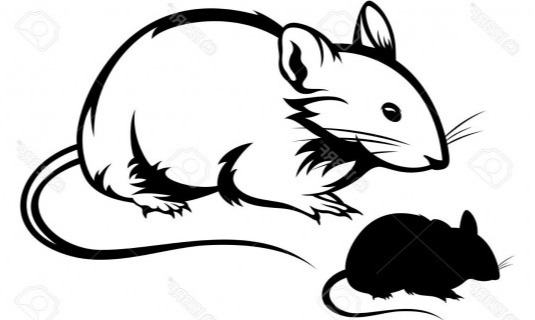 Dinkes Periksa Ginjal Tikus Liar