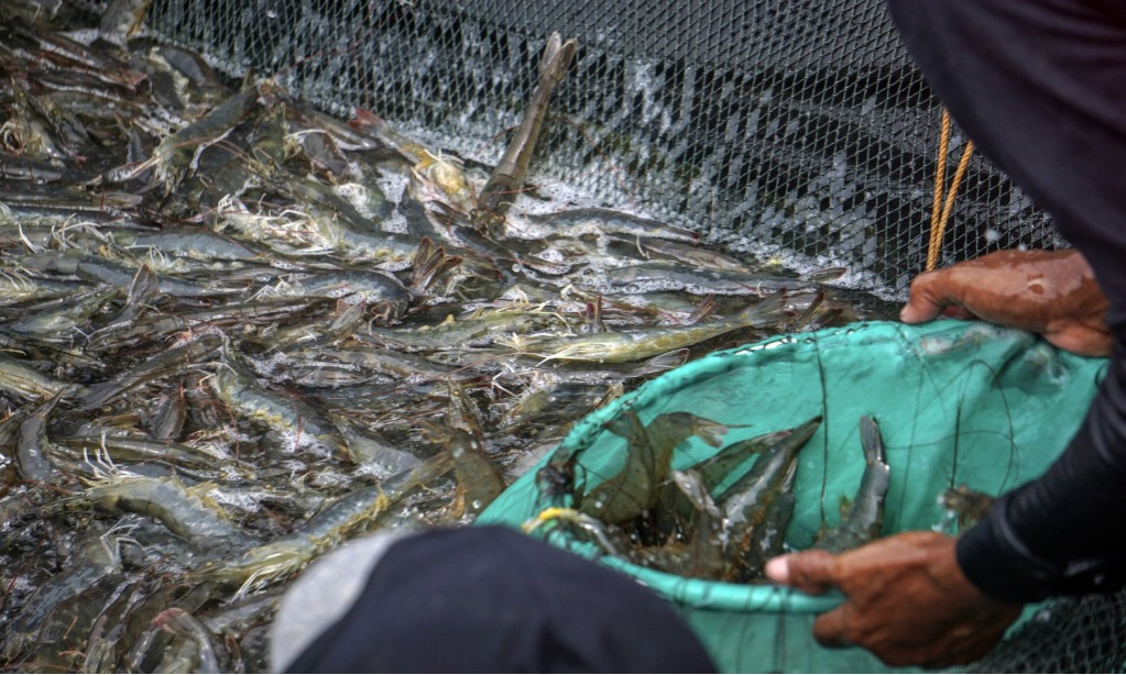 Produksi Udang Vaname Cirebon Hampir Capai Rp500 Miliar