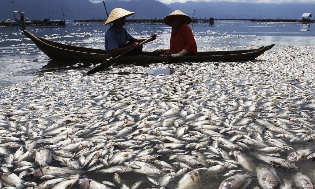 Ikan Terdampar Di Pantai Jakarta Bukan Pertanda Gempa