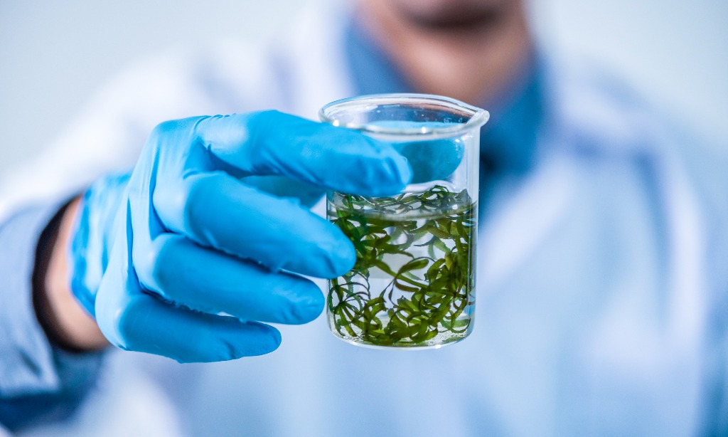 Pertamina-IPB Kembangkan Biogas Mikroalga Di NTB