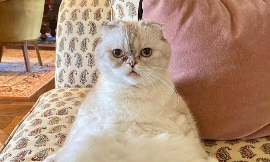 Kucing Taylor Swift Hewan Terkaya Ke-3 Di Dunia Dengan Rp1,5 Triliun