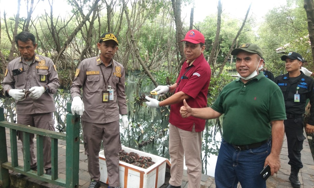 KKP Lepasliarkan Ratusan Kepiting Bakau Sitaan