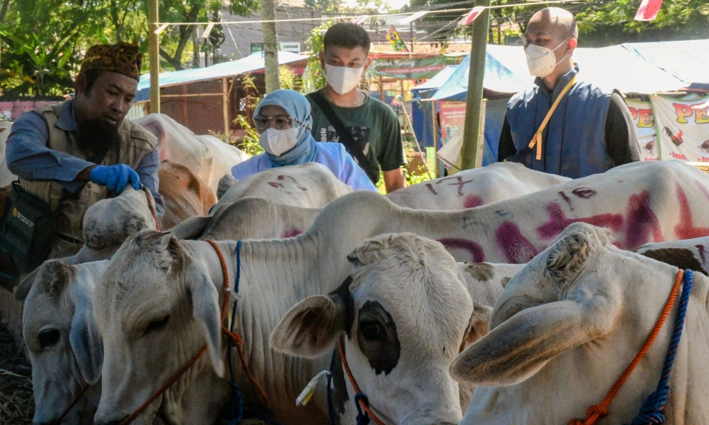 Kasus Suspek LSD Pada Ternak Di Boyolali Meluas Ke-19 Kecamatan